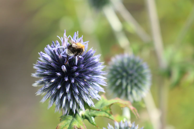 Naturfotografie