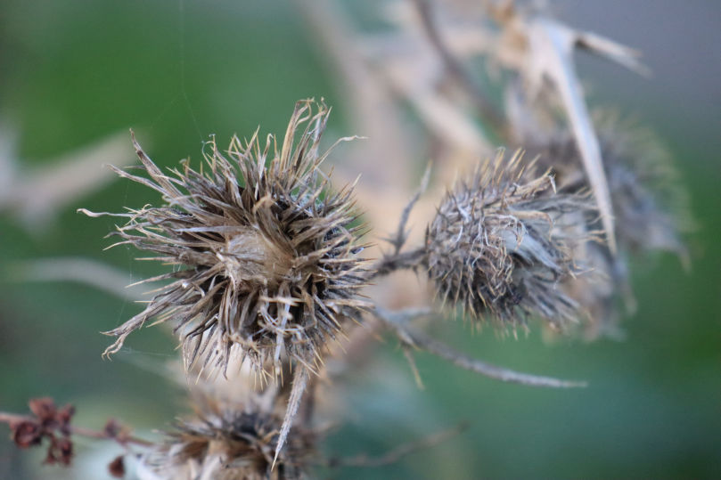 Naturfotografie