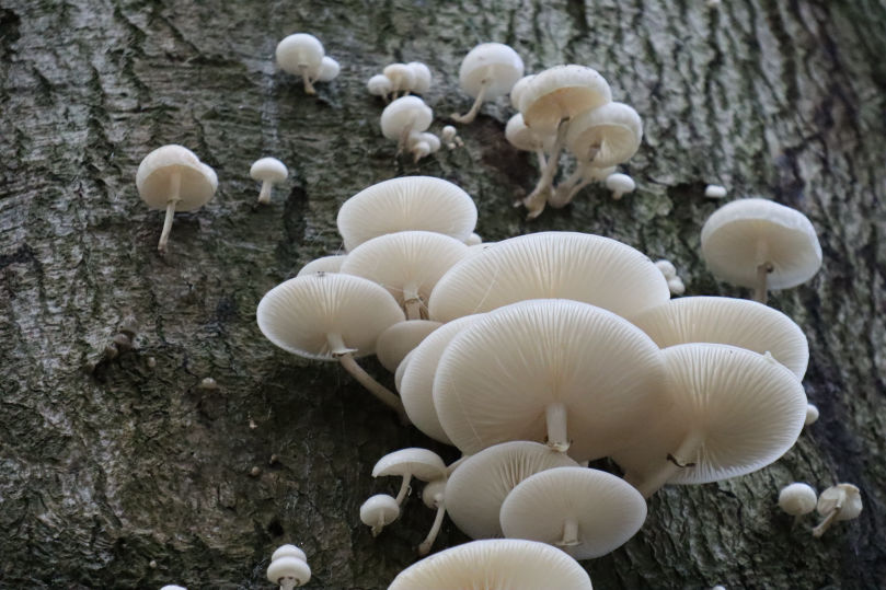 Naturfotografie