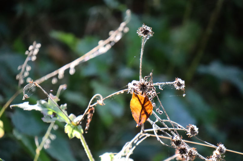 Naturfotografie